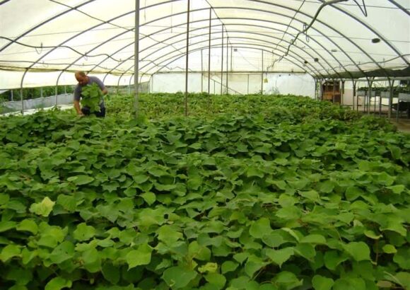 ΦΥΤΩΡΙΑ ΠΕΤΡΙΔΟΥ – ΠΕΤΡΙΔΟΥ ΔΗΜΗΤΡΑ