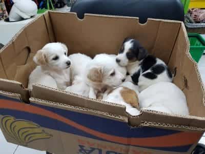 ΚΤΗΝΙΑΤΡΕΙΟ ΡΕΘΥΜΝΟ ΚΡΗΤΗΣ-ΒΟΓΙΑΤΖΗΣ Σ ΠΑΡΑΣΧΟΥΔΗ Β ΟΕ