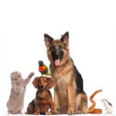 ΡΑΜΠΙΑΣ ΓΕΩΡΓΙΟΣ – ALTHEXIS – PET SHOP ΖΩΟΤΡΟΦΕΣ ΦΑΡΜΑΚΑ – ALTHEXIS – ΥΔΡΑ ΑΤΤΙΚΗ